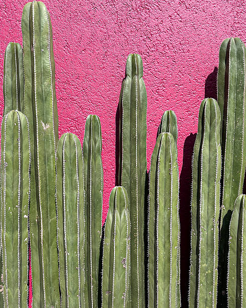 istock Tall columnar cactus against vibrant pink wall in sunlight 2229822698
