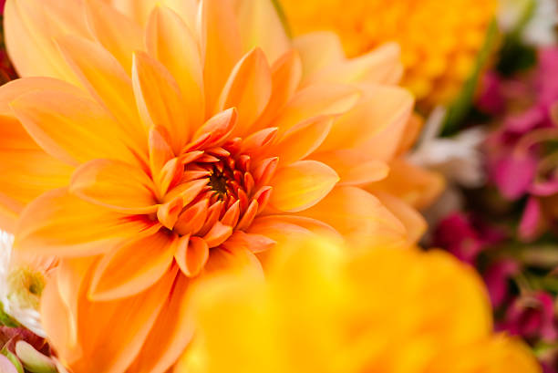 istock Selective focus Bush of autumnal orange red chrysanthemums and violet dahlia hydrangea. Fall garden beautiful flowers bouquet background. Blooming blossom thanksgiving day arrangement basket 2229823086
