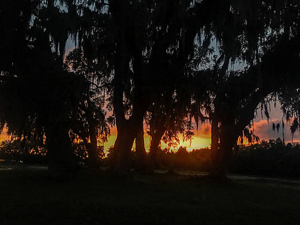 istock Golden Sunset Behind Silhouetted Oak Trees 2229826277