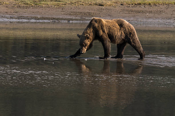 Alaskan brown bear fishing for salmon during the salmon run in Lake Clark National park