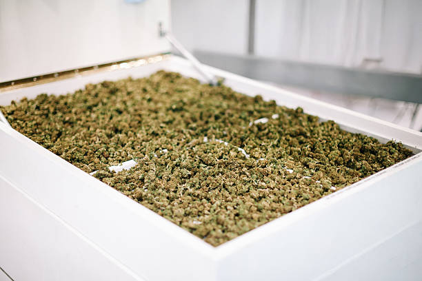 Cannabis buds drying on white industrial tray