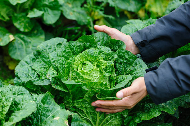 istock Chinese cabbage crops growing at field 2229827998
