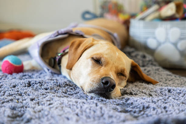 istock Lab/Staffy Mix sleeping on carpet next to toys 2229828600