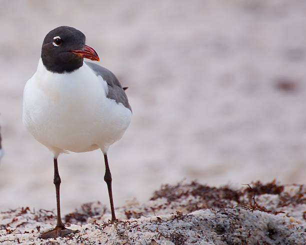 istock Seagull standing on a sandy beach with a blurred background 2229832845
