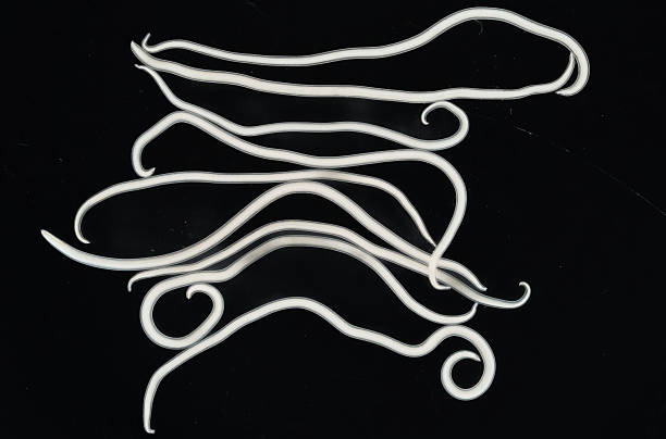 istock The nematodes (Nematoda), roundworms or eelworms constitute the phylum Nematoda. Species in the phylum inhabit a broad range of environments. Found in freshwater crabs. 2229833612
