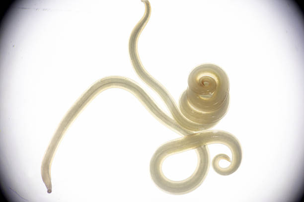 istock The nematodes (Nematoda), roundworms or eelworms constitute the phylum Nematoda. Species in the phylum inhabit a broad range of environments. Found in freshwater crabs. 2229833650