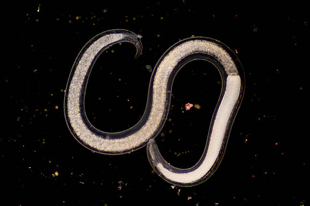 istock The nematodes (Nematoda), roundworms or eelworms constitute the phylum Nematoda. Species in the phylum inhabit a broad range of environments. Found in freshwater crabs. 2229833864