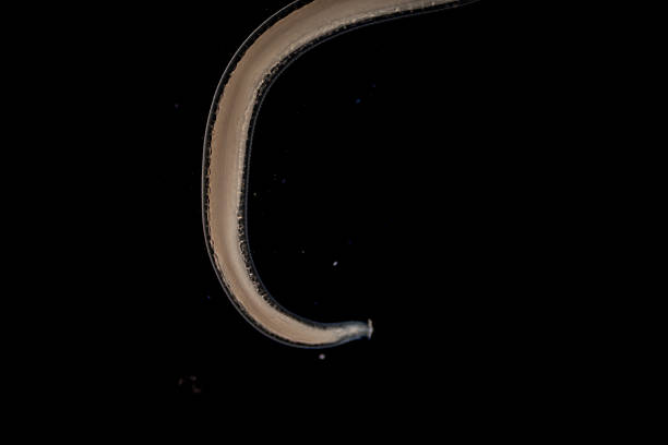 istock The nematodes (Nematoda), roundworms or eelworms constitute the phylum Nematoda. Species in the phylum inhabit a broad range of environments. Found in freshwater crabs. 2229833874