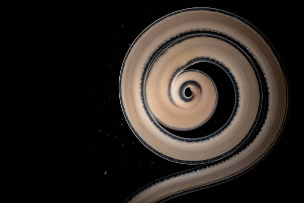 istock The nematodes (Nematoda), roundworms or eelworms constitute the phylum Nematoda. Species in the phylum inhabit a broad range of environments. Found in freshwater crabs. 2229833875