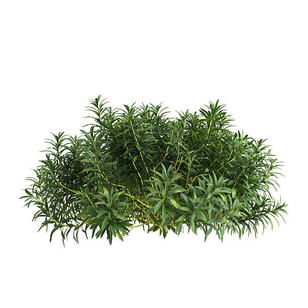 istock 3d illustration of bush Iberis sempervirens isolated on white  background 2229838372