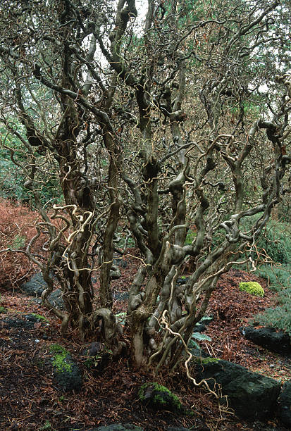 Stock photo shows a close-up image of a curly corkscrew weeping willow tree, also known as Salix matsudana 'Dragon’s Claw'. The twisted, contorted branches and delicate green leaves create a striking, ornamental look