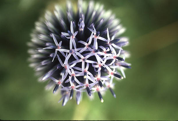 Allium is a genus of monocotyledonous flowering plants that includes hundreds of species, including the cultivated onion, garlic, scallion, shallot, leek, and chives.