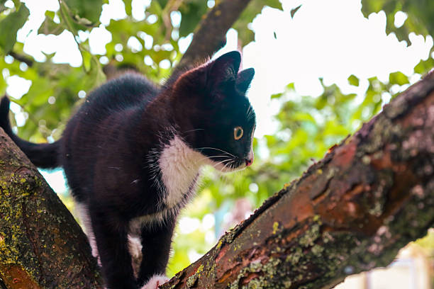 ​A black and white kitten with a curious look stands on a thick tree branch. Bright sunlight highlights its fluffy coat, creating a contrast with the dark bark and green leaves around it.