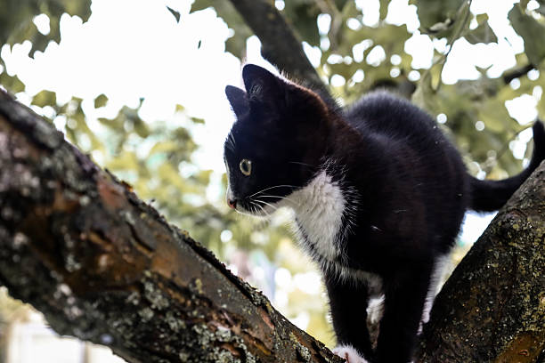 scared black cat