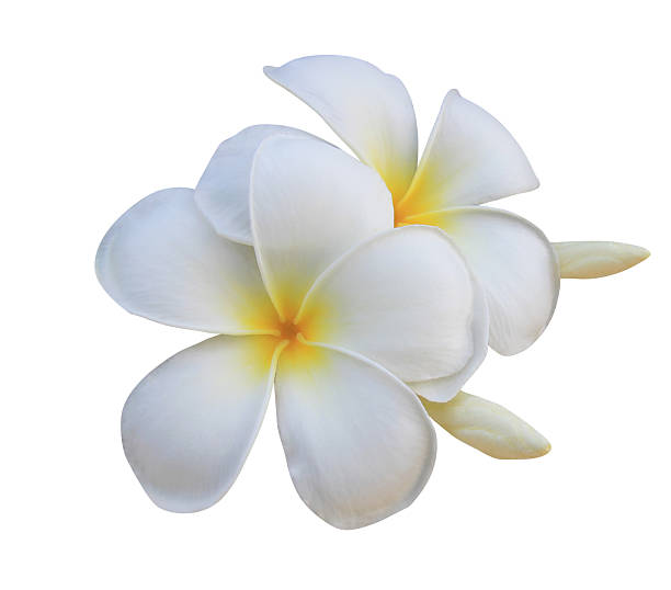 istock Plumeria or Frangipani flowers. 2229840353