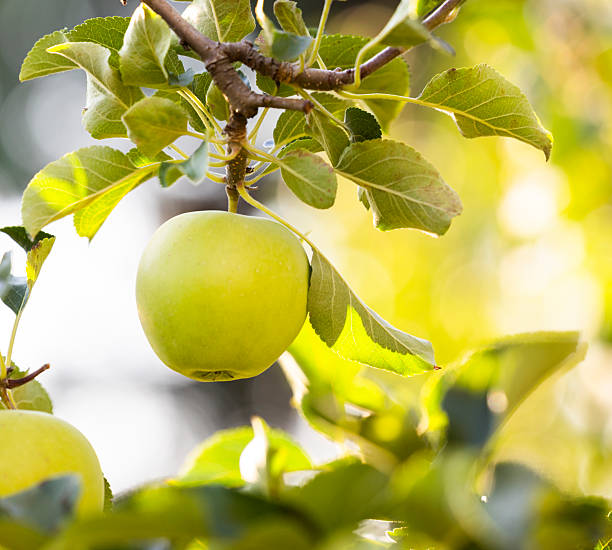 istock Apple trees with ripe fruits in garden. 2229841624