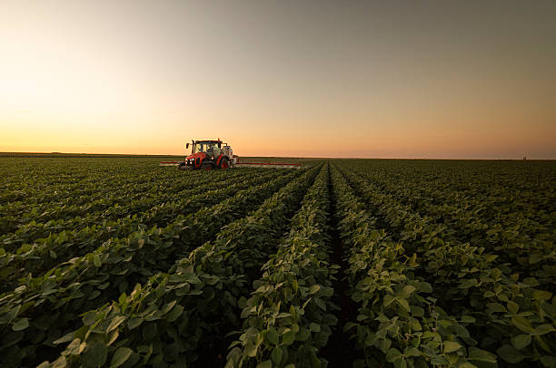 istock Tractor spraying crops in a lush green field at sunset. 2229842262