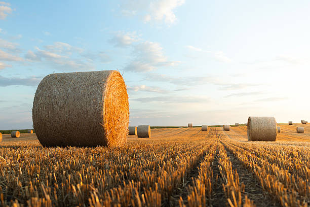 istock Golden sunset over farm field with hay bales. 2229843085