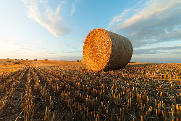 istock Golden sunset over farm field with hay bales. 2229843092