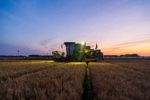 istock The combine is harvesting the wheat in the evening 2229843781
