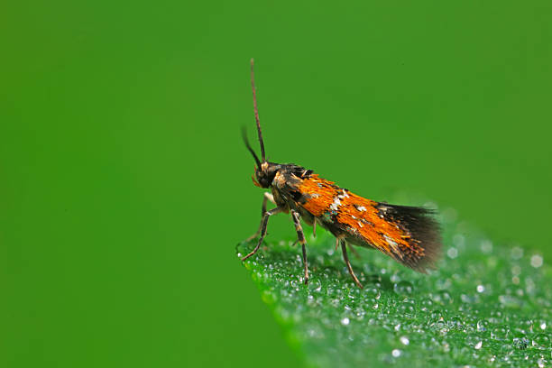 Moths on leaves in nature, North China Plain