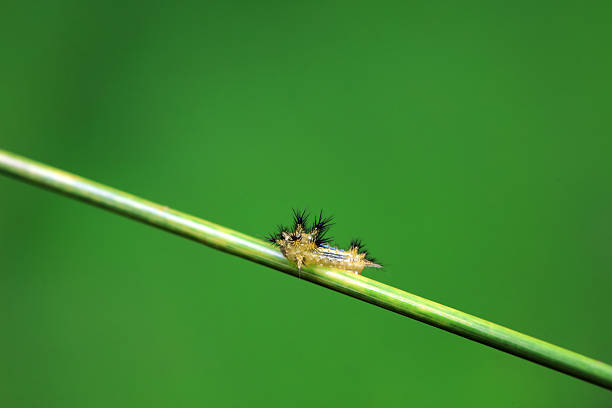 Brown tail moth hair caterpillar worm, Lepidoptera, invertebrate, insect animal in the wild.