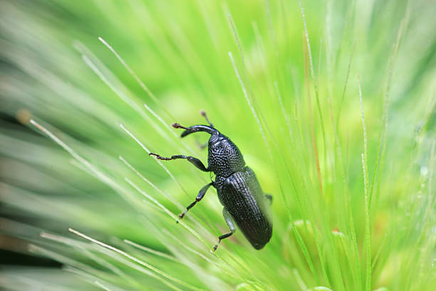 istock Weevil on green leaves, North China Plain 2229844638