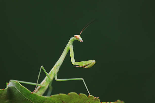 istock Mantis lives on weeds in the North China Plain 2229844783