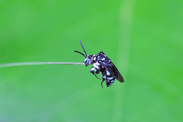 Bees on wild plants, North China
