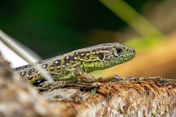 istock Sand lizard (Lacerta agilis) lying on a tree trunk, distinct green coloration and scale pattern, natural sunny forest habitat. 2229845402