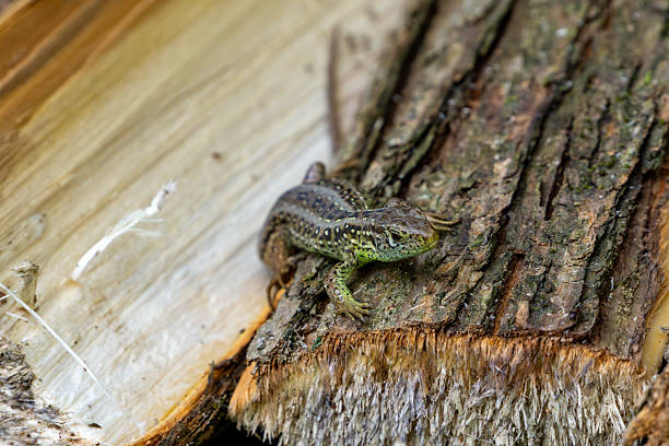 Tarentola mauritanica in close range emergin from a cardboard box