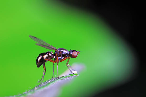 istock Flies on plants in the nature, North China Plain 2229845656