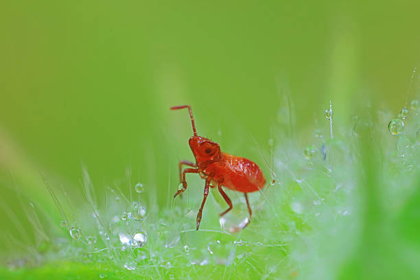 stinkbug on plant leaves in nature, North China Plain
