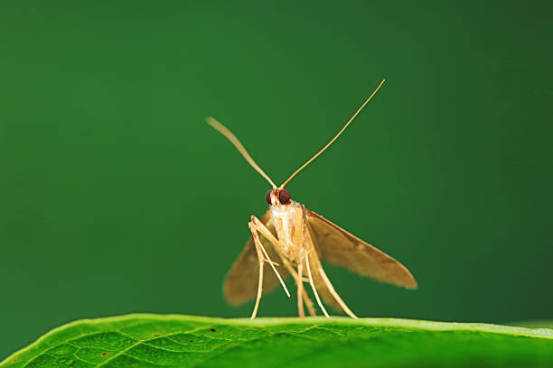 Moths on leaves in nature, North China Plain