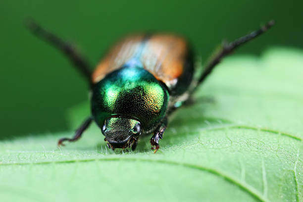 istock Beetles live on weeds in the North China Plain 2229845848