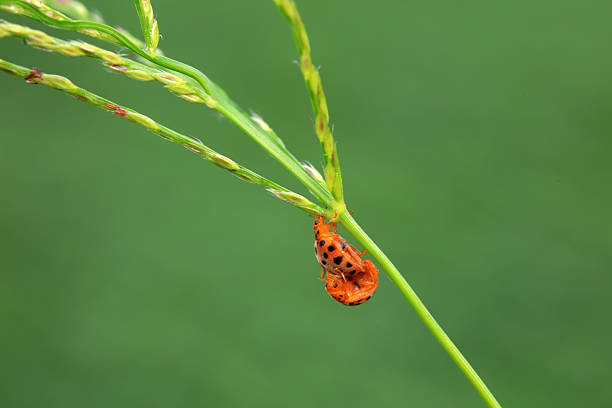 Ladybirds live on weeds in the North China Plain