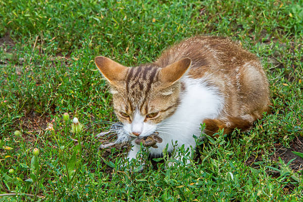istock The cat has caught a mouse and is hiding it in its teeth. 2229846114