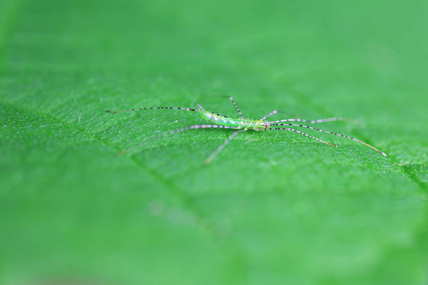 stinkbug on plant leaves in nature, North China Plain