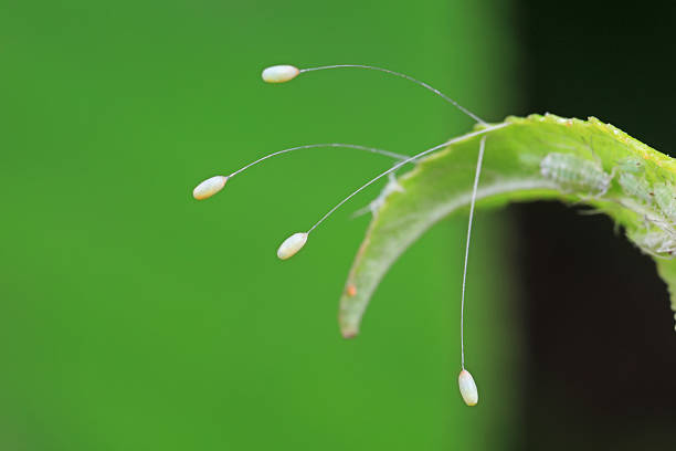 The Chrysopa megacephala's eggs are on the green leaves