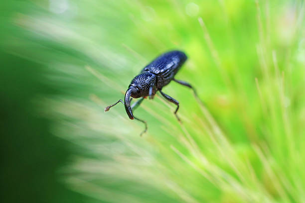 istock Weevil on green leaves, North China Plain 2229848441