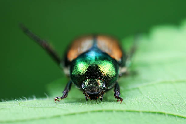 istock Beetles live on weeds in the North China Plain 2229848452