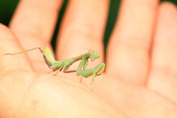 Brown insect praying mantis sits on a human hand. Close-up. Side view.