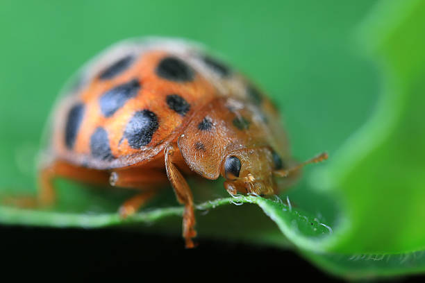 istock Ladybirds live on weeds in the North China Plain 2229848563