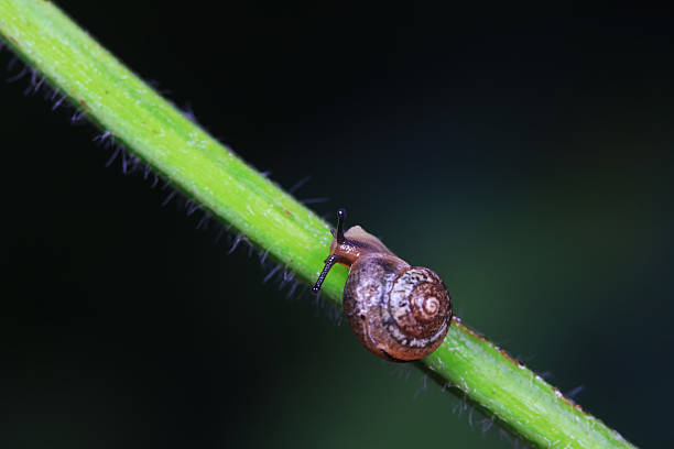 istock The snail crawls on the green leaves 2229848880