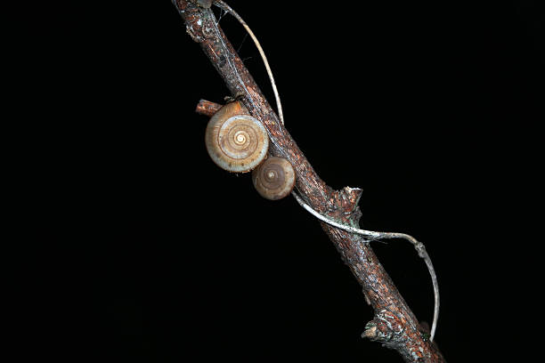 The snail crawls on the green leaves
