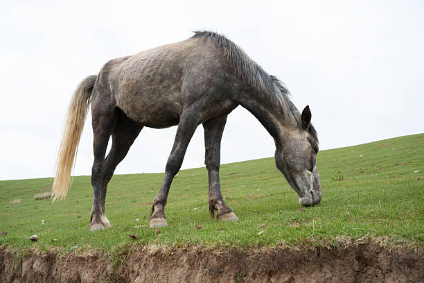 Eating grass on the grassland