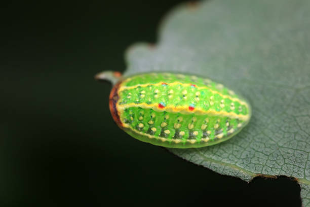 moth larvae on plants in nature