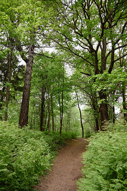 istock Forest Path Surrounded by Lush Green Trees and Ferns during Springtime 2229851095