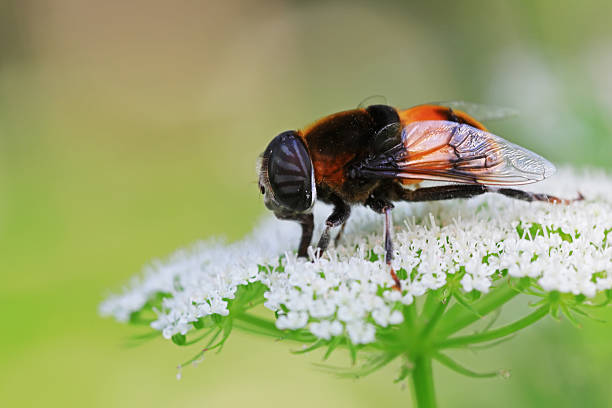 Flies on plants in the nature, North China Plain