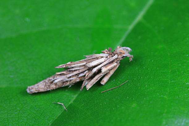 Camouflaged coir moth on plant leaves